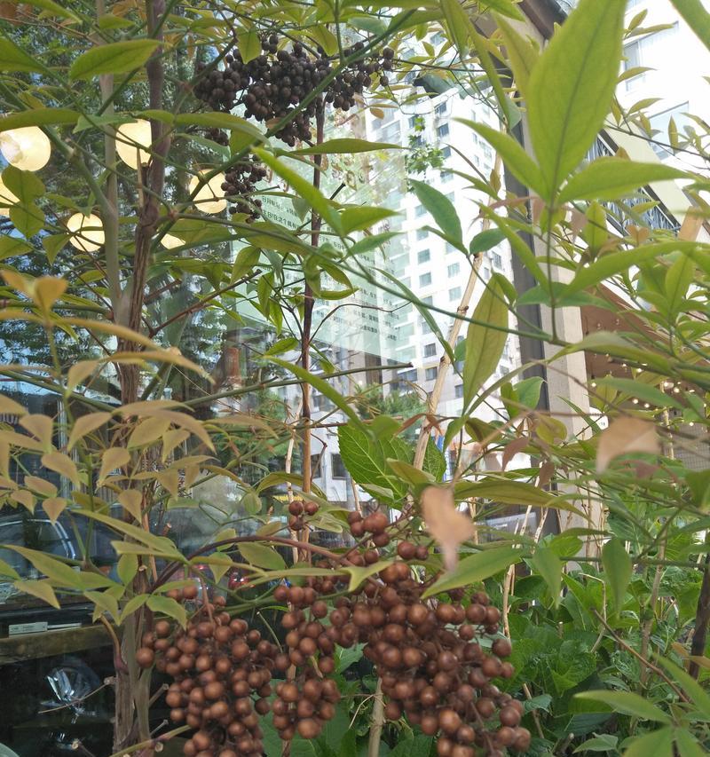 寓意步步高升的时花有哪些？它们各自代表什么？