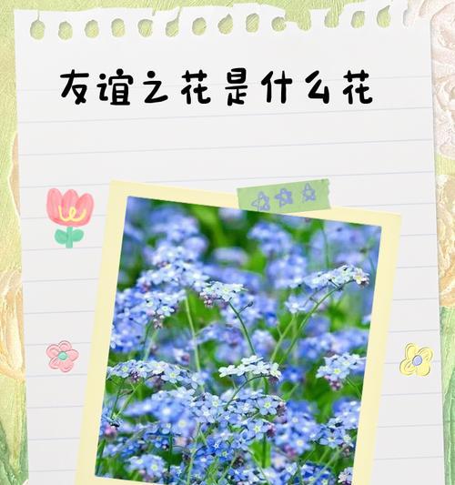 白蓝色茉莉花象征着什么？