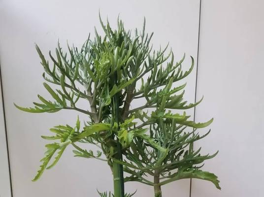 情人节送甘蔗花有何特别寓意？