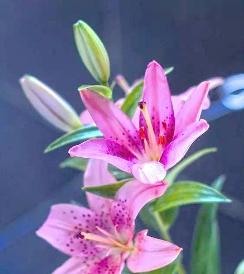 吉祥祝福的花有哪些？各自代表什么？