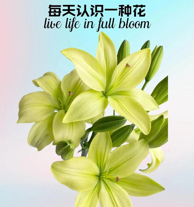 不同颜色百合花的寓意分别是什么？