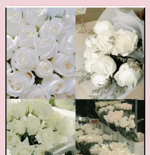 白色的玫瑰花代表什么？白色玫瑰的花语有哪些？