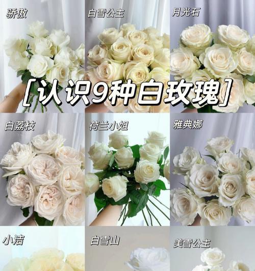 白色的玫瑰花代表什么？白色玫瑰的花语有哪些？