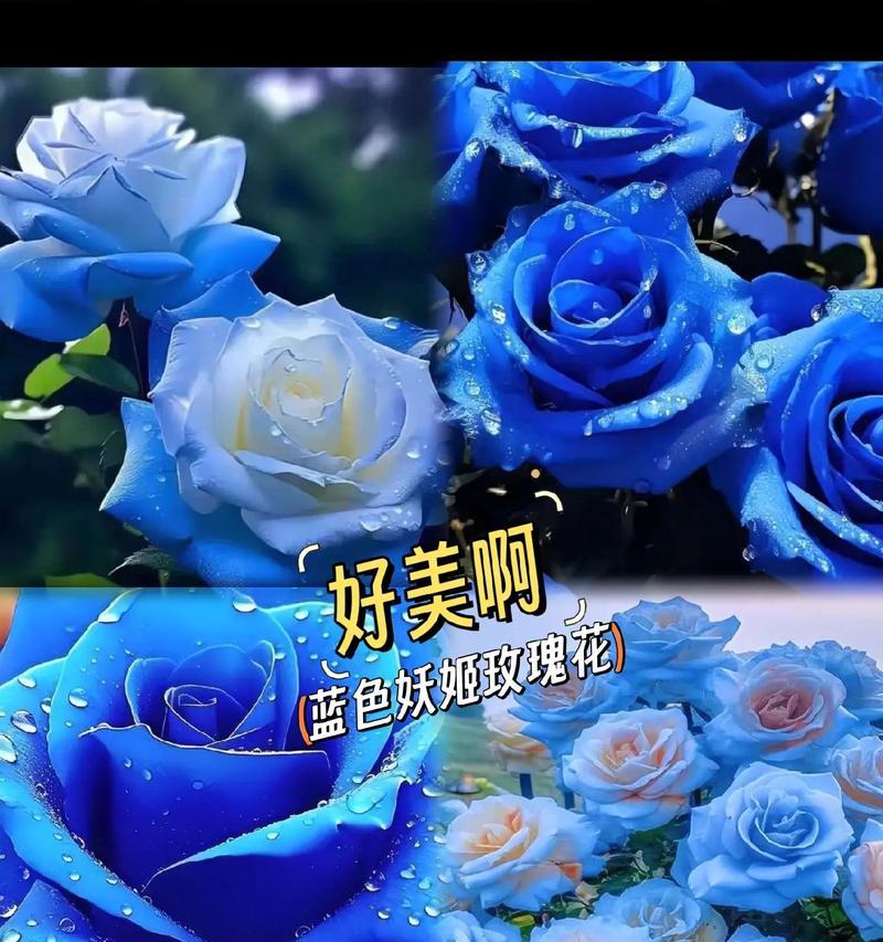 蓝色玫瑰花有什么不吉利的含义？