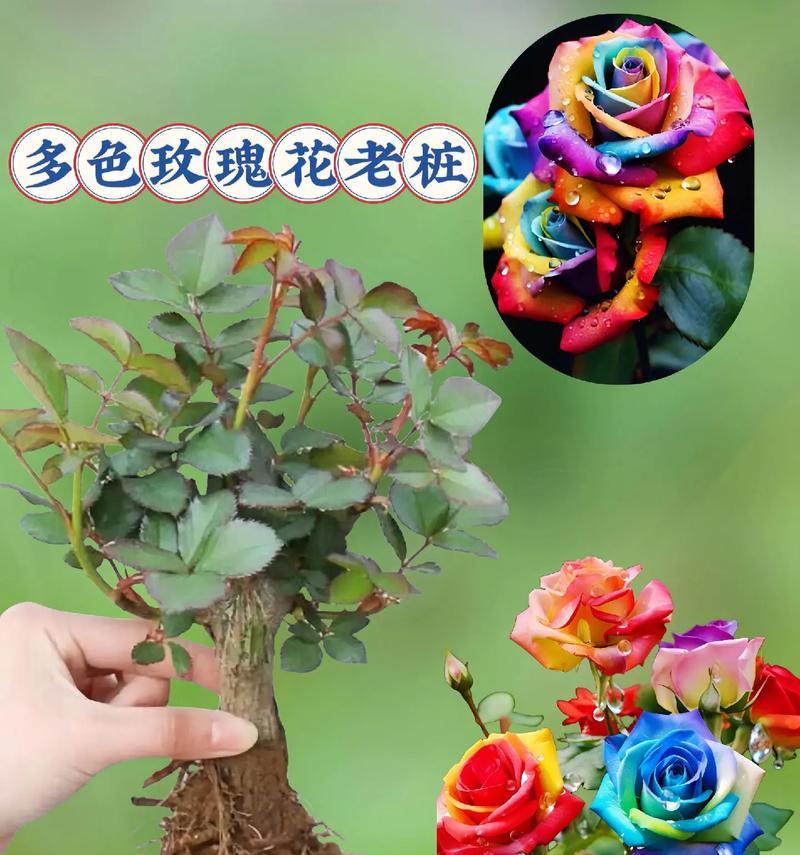 两盆浪漫玫瑰花代表什么？两盆浪漫玫瑰花的寓意是什么？
