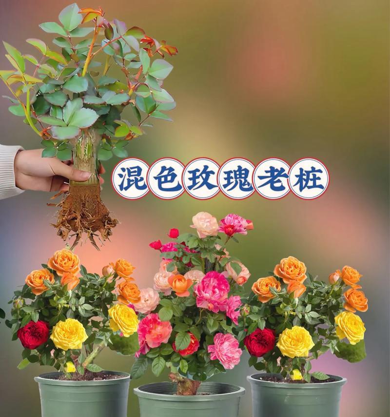 两盆浪漫玫瑰花代表什么？两盆浪漫玫瑰花的寓意是什么？