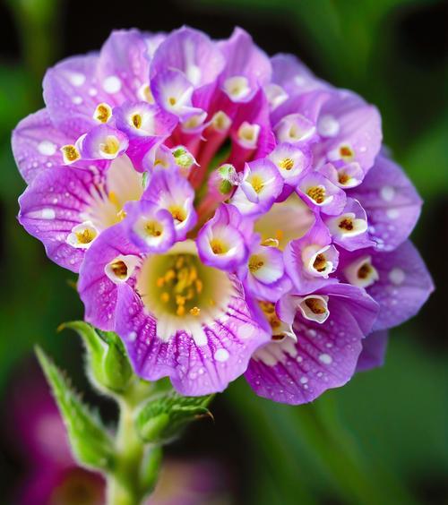 哪种花象征平凡与幸福？平凡幸福花的寓意是什么？