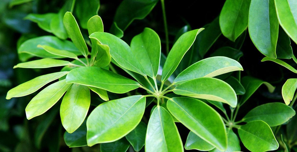 鹅掌柴花象征什么？和谐的花有哪些？