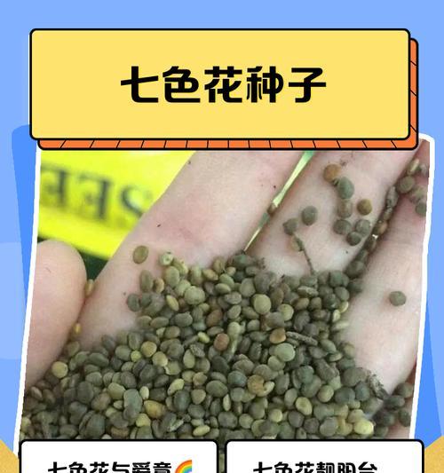 七色花的花语含义是什么？每种颜色代表什么？