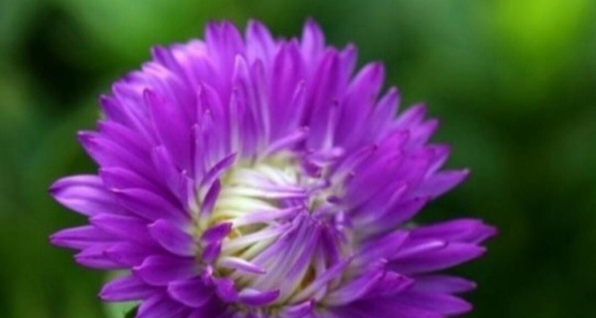 紫色花的花语通常是什么？