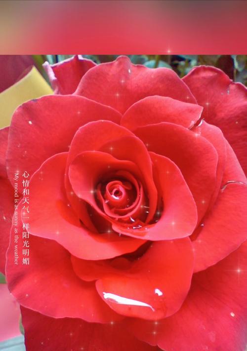 红色玫瑰花象征着什么？