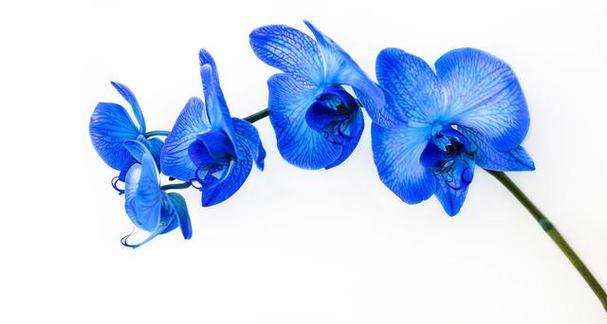 蓝色花瓣的花代表什么？蓝色花的寓意有哪些？