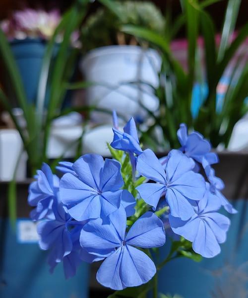 蓝色花瓣的花代表什么？蓝色花的寓意有哪些？
