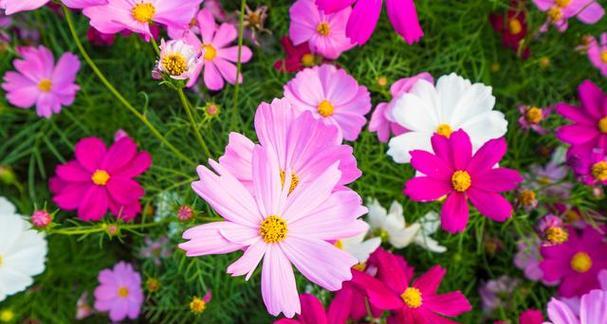 哪种花寓意生活幸福？美满幸福的花是什么？
