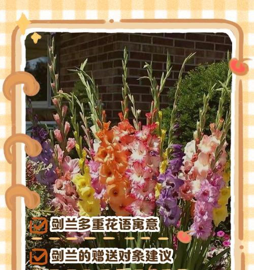 如何用简短的花语表达祝福？