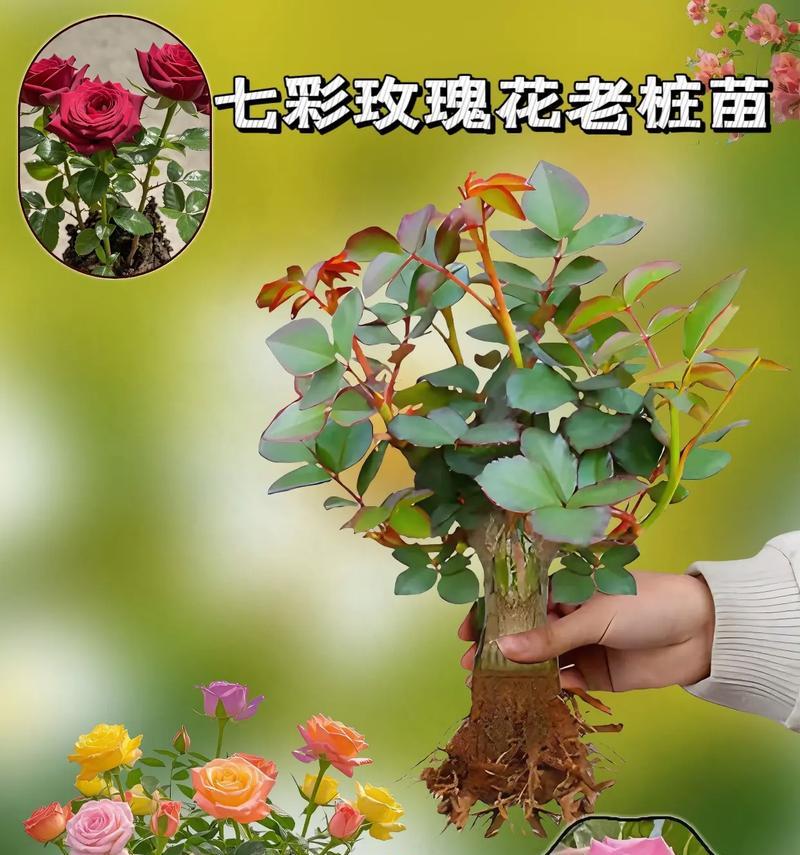 多色玫瑰花束的寓意是什么？多颗玫瑰代表什么意义？