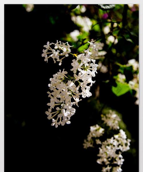 冰晶花的黑色调代表什么意义？