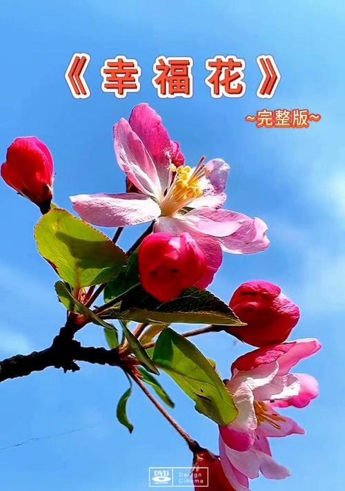 寓意幸福美满一辈子的花是什么？它象征着什么？
