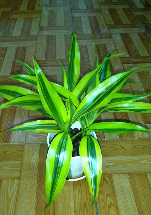 麦小登手捧花的寓意是什么？它有何特别含义？