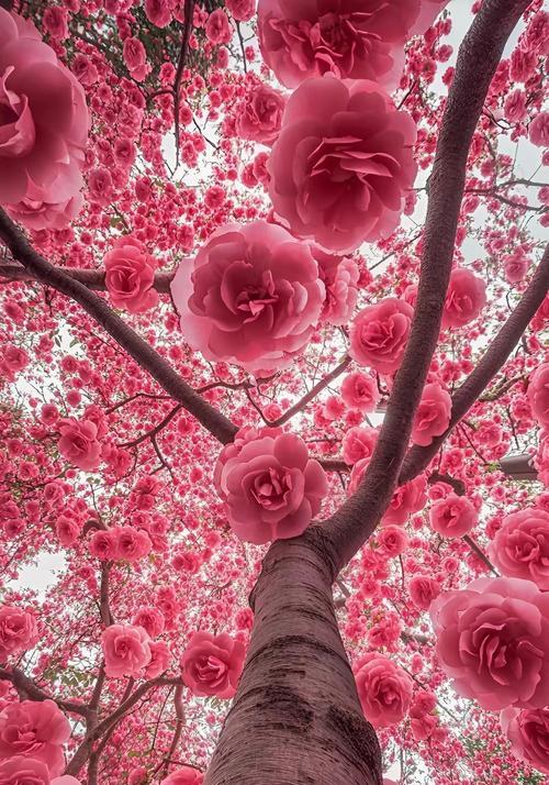 橙色老虎花代表什么？橙色老虎花的寓意是什么？