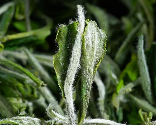 白绿色的花的含义是什么？白绿色花卉的象征意义是什么？