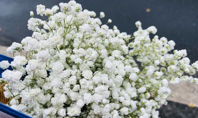 哪种白色花象征希望？白色花的花语是什么？