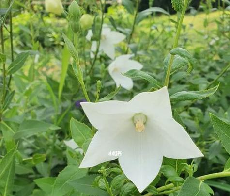 哪种白色花象征希望？白色花的花语是什么？