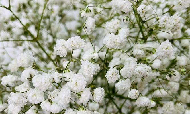 哪种白色花象征希望？白色花的花语是什么？