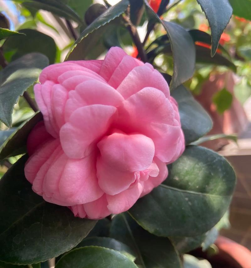哪种花象征着四季平安？