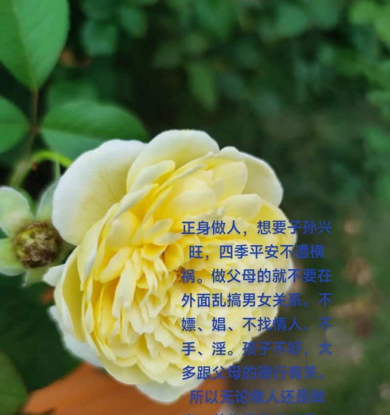 哪种花象征着四季平安？