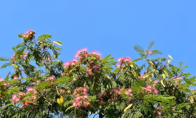 哪种蓝色花寓意坚强？