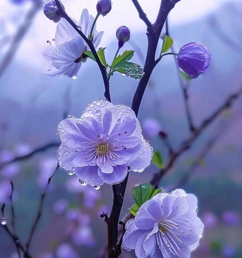 哪种蓝色花寓意坚强？