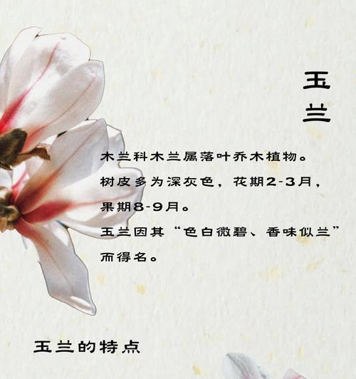 送不同颜色的花有什么寓意？它们分别代表什么？
