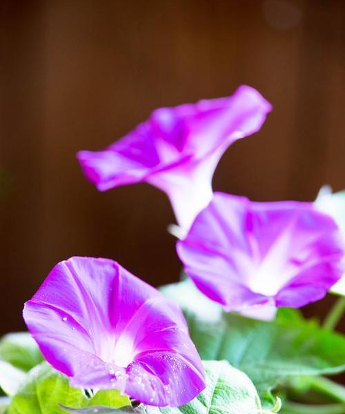 黄色牵牛花的含义是什么？