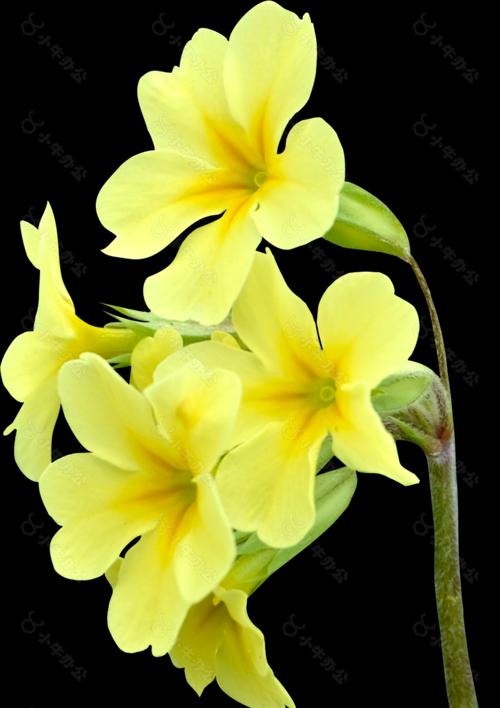 黄色牵牛花的含义是什么？