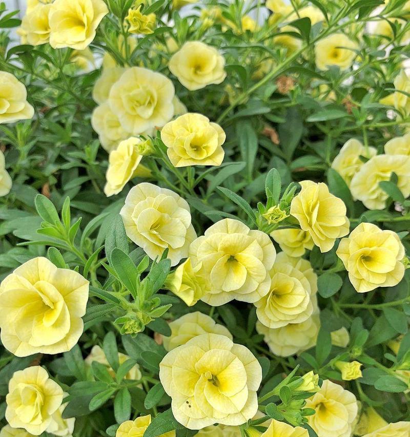 黄色牵牛花的含义是什么？