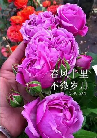粉紫色的花通常代表什么含义？