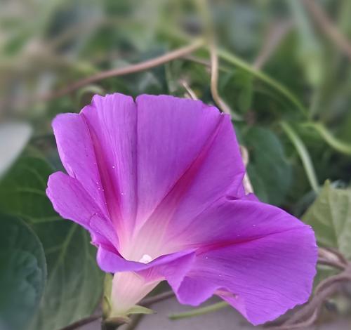 粉紫色的花通常代表什么含义？