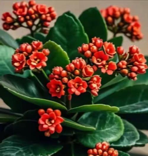 重瓣长寿花有何寓意？重瓣长寿花的象征意义是什么？