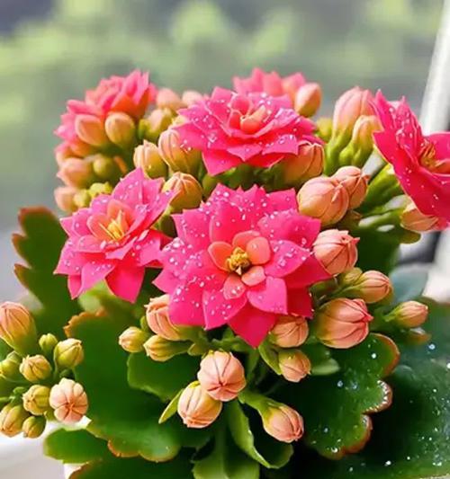 重瓣长寿花有何寓意？重瓣长寿花的象征意义是什么？