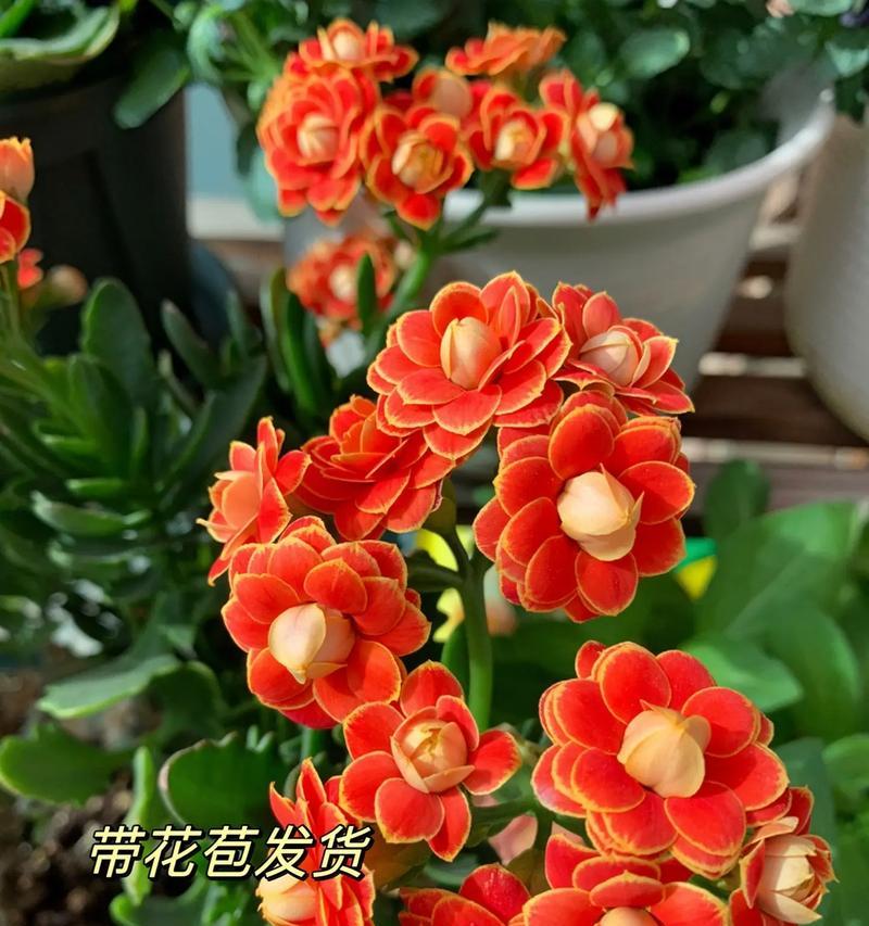 重瓣长寿花有何寓意？重瓣长寿花的象征意义是什么？