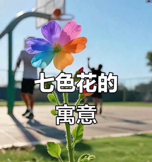 七色花各代表什么意义？它们的象征寓意是什么？