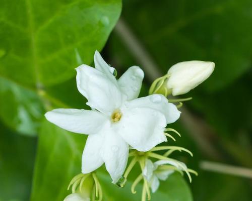 白色茉莉花代表什么意义？送茉莉花的寓意是什么？