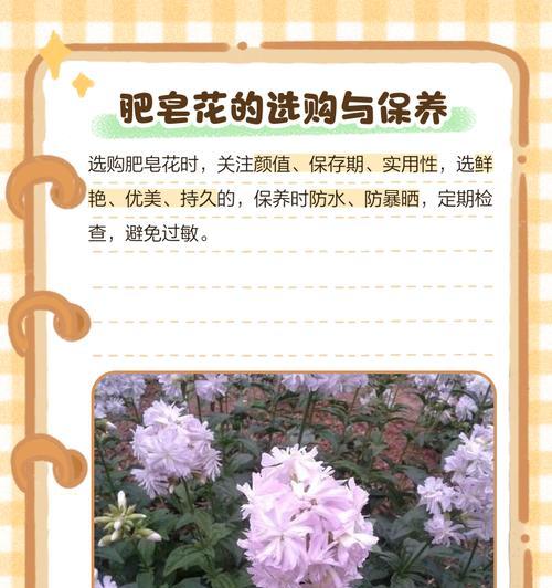 母亲节送肥皂花有何深意？