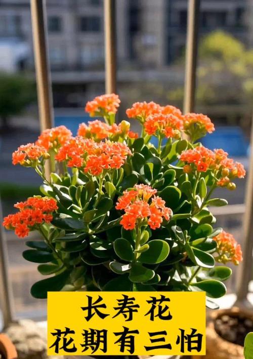 长寿花在佛前供奉有何寓意？它的象征意义是什么？