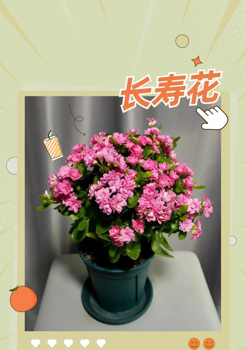长寿花在佛前供奉有何寓意？它的象征意义是什么？