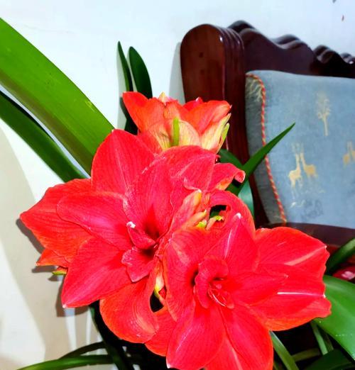 花毛茛红色的花语是什么？红色花毛茛代表什么？