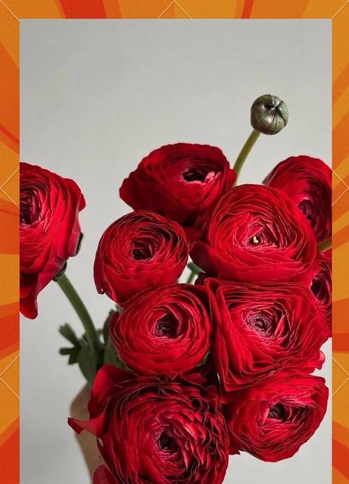 花毛茛红色的花语是什么？红色花毛茛代表什么？