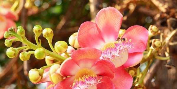 菩提染色象征哪种花？菩提染色花的寓意是什么？
