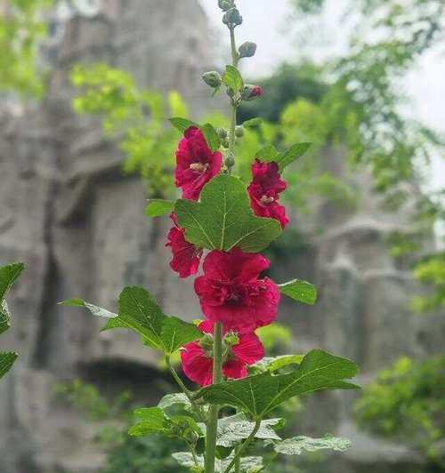 端午节送花给长辈有何寓意？端午节适合送什么花？